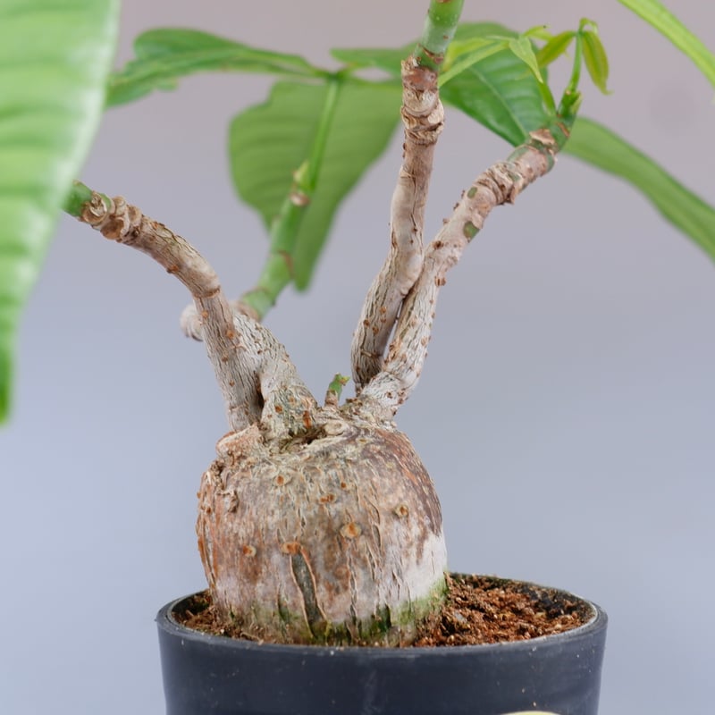 パキラ♪ 楽天市場】パキラ（編込み）6号(18cm)鉢 実生 観葉植物 室内