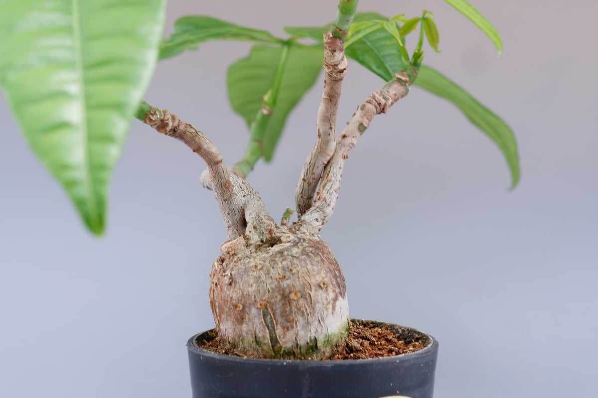 パキラ2本苗スパイラル＋曲がり幹幹仕立て