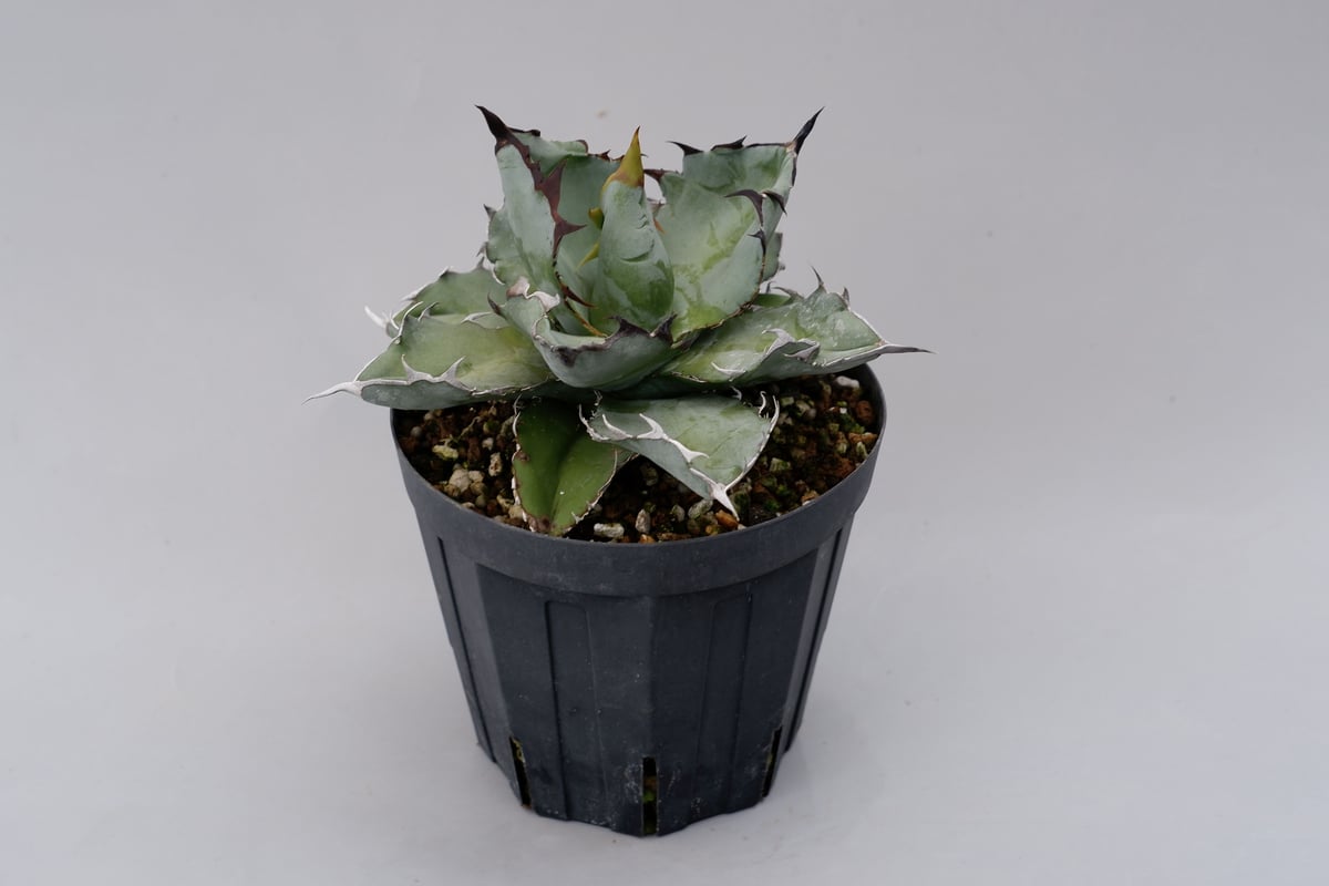 アガベ チタノタ ブラックアンドブルー Agave titanota BB 032 | Sun