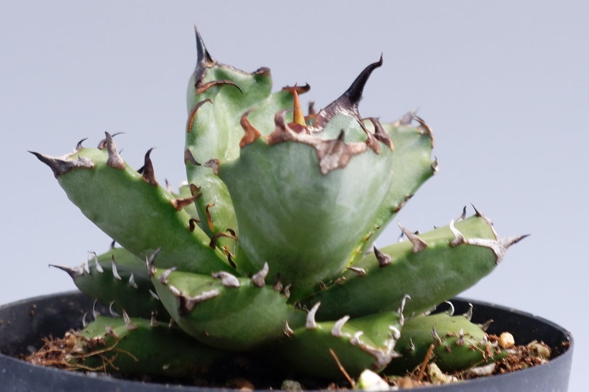 アガベ チタノタ アガベ チタノタ 姫厳竜026 Agave titanota | Sunny Branch