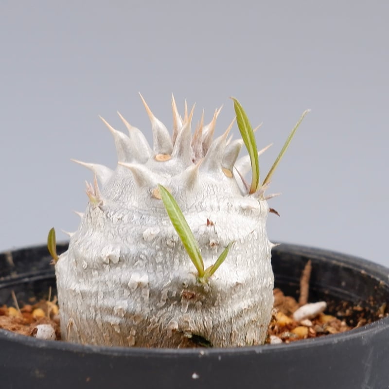 パキポディウム ホロンベンセ 実生株 001 Pachypodium