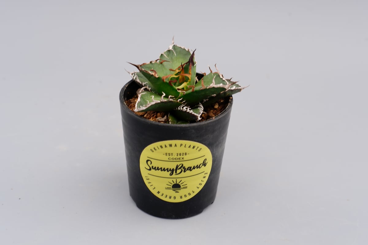 アガベ　チタノタ　シーザー アガベ チタノタ シーザー Agave titanota caesar 088 | Sunny