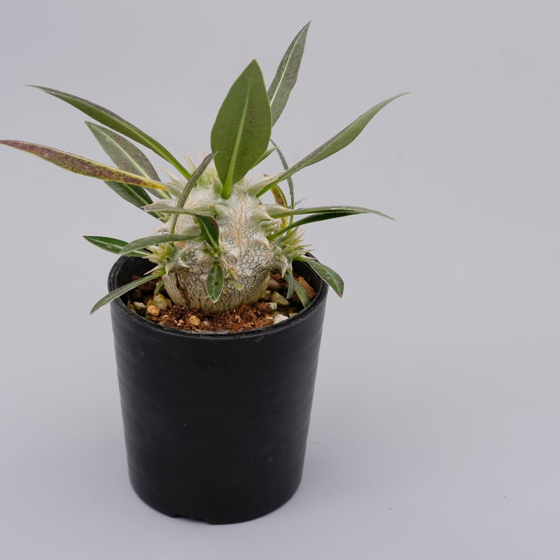 パキポディウム・ロスラーツム実生(群生株) パキポディウム ロスラーツム 実生株 007 Pachypodium rosulatum