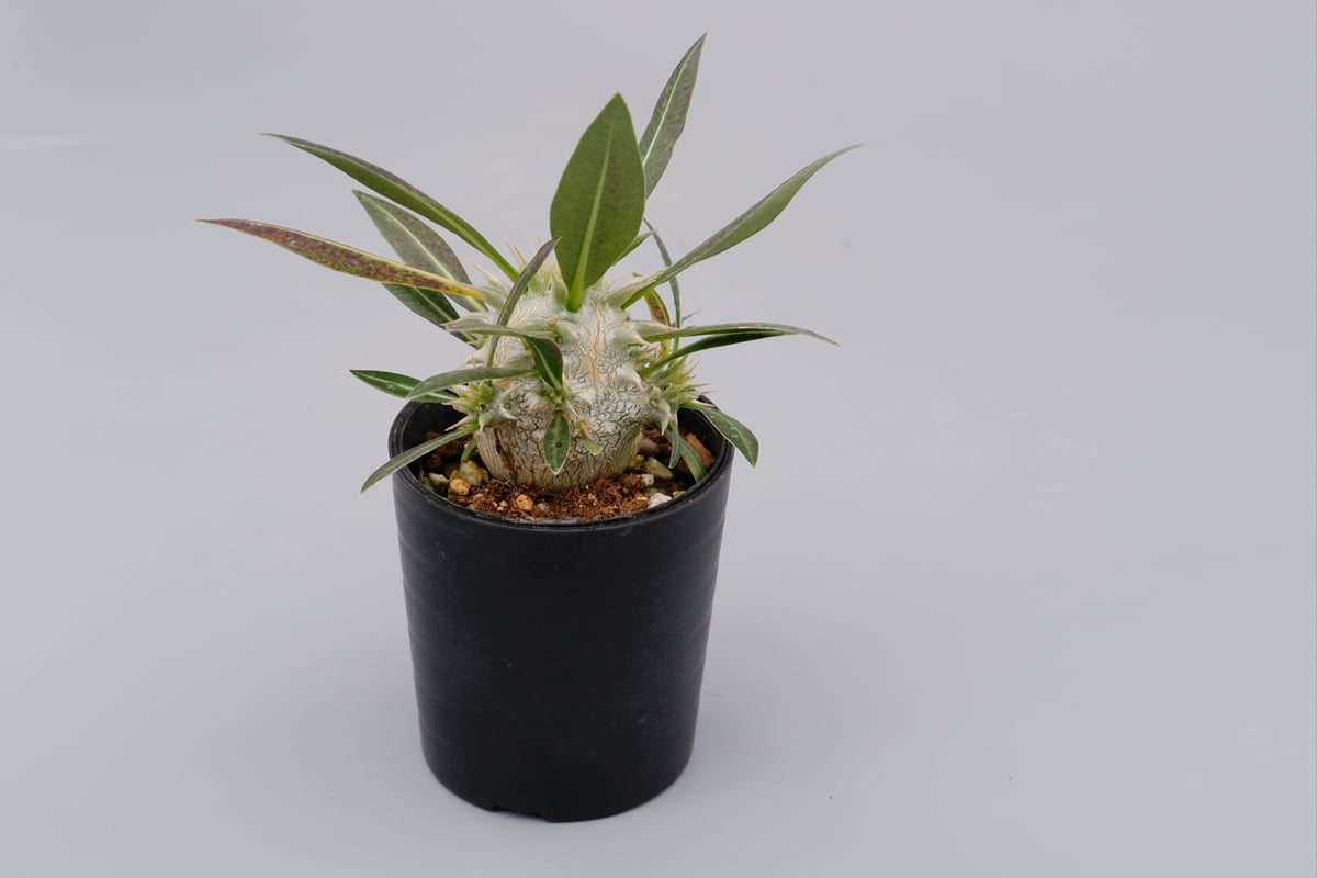パキポディウム ロスラーツム 実生株 001 Pachypodium rosulatum ve