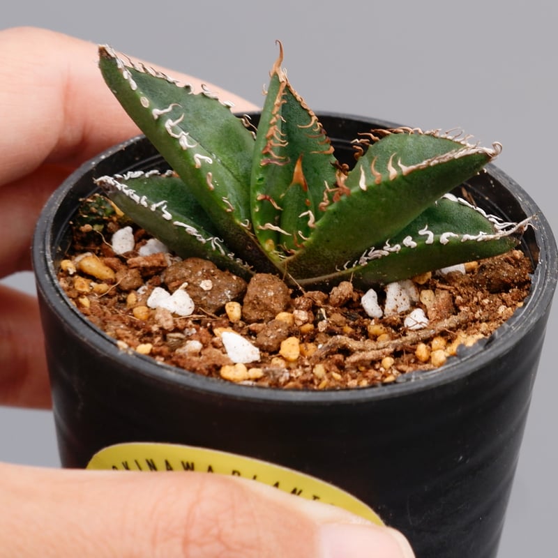 アガベ オテロイ 実生株 Agave oteroi seeding 083 | Sunny