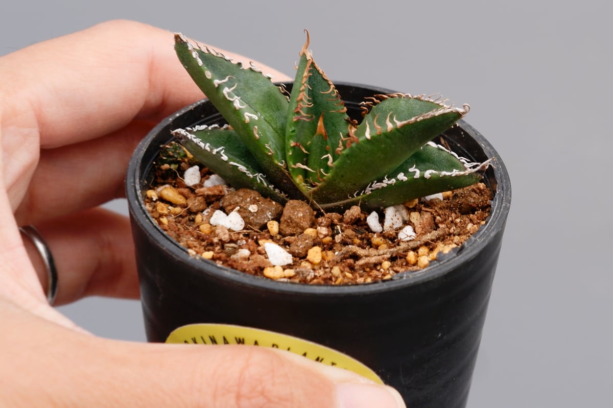 アガベ オテロイ 実生株 Agave oteroi seeding 083 | Sunny