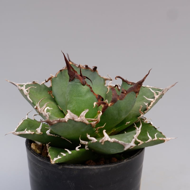 アガベ チタノタ シーザー Agave titanota caesar 147 | Sunny