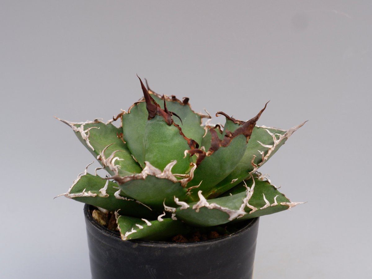 アガベ　チタノタ　シーザー　親株 アガベ チタノタ シーザー Agave titanota caesar 147 | Sunny