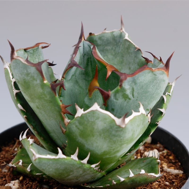 アガベ オテロイ 実生株 Agave oteroi seeding 055 | Sunny