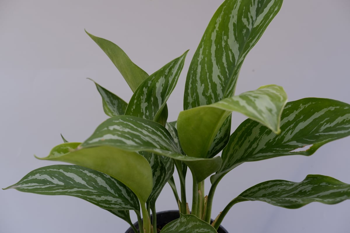 アグラオネマ ニティドゥーム カーティシー Aglaonema nitidum Curtisi