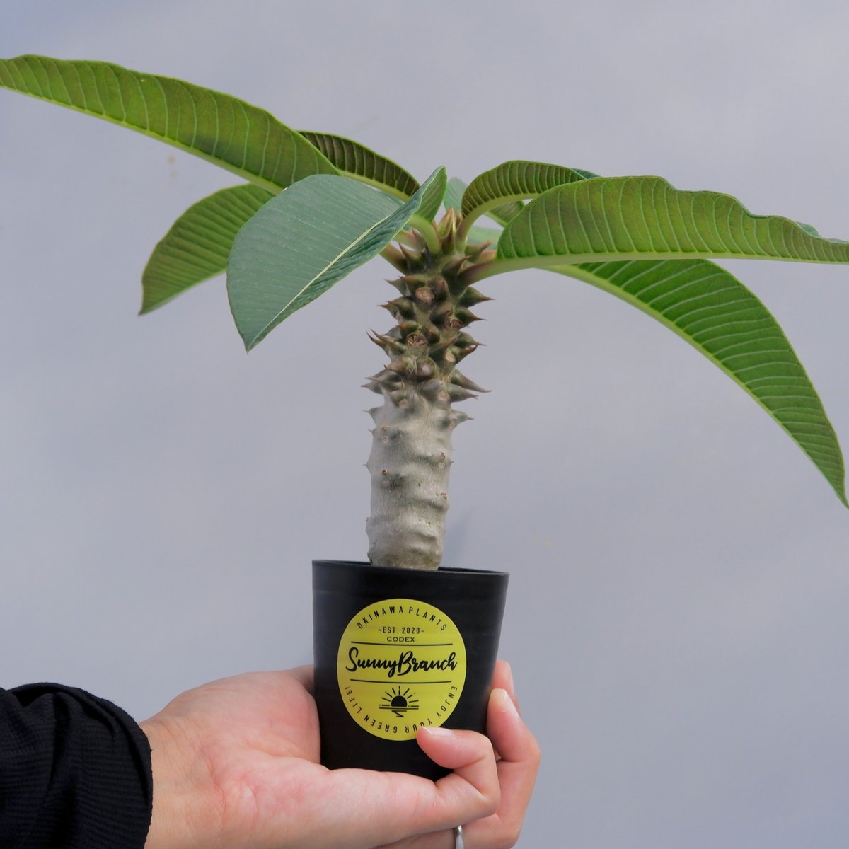 パキポディウム バロニー 珍株 3分岐 純血 実生 送料込み Pachypodiumhybrid #Pachypodium#hybrid #baronii#windsorii