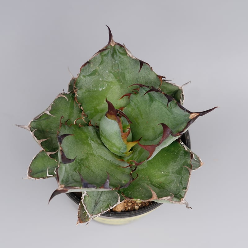 アガベ チタノタ ブラックアンドブルー Agave titanota BB 084 | Sun