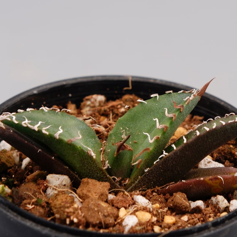 Ramat Planter #274 × アガベ チタノタ シーザー Ramat Planter #274 × アガベ チタノタ シーザー - メルカリ