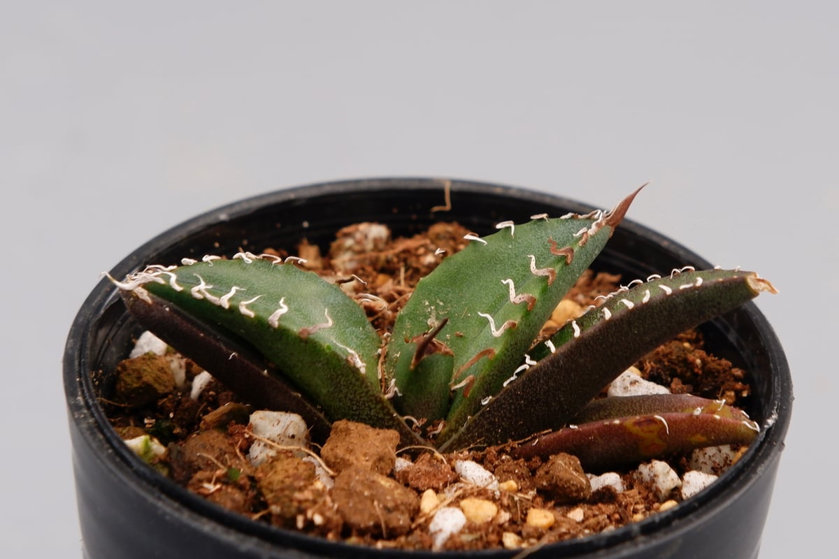 アガベ　チタノタ シーザー 作り込み agave titanota ceaser アガベ チタノタ シーザー Agave titanota caesar 147 | Sunny