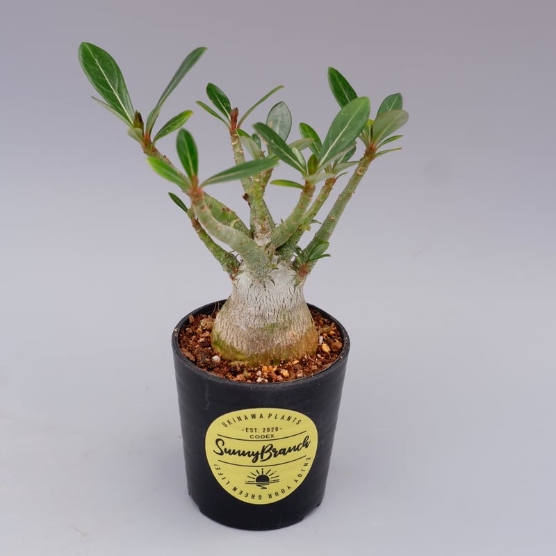 大株】【実生株】アデニウム・ソマレンセ 砂漠の薔薇 大株