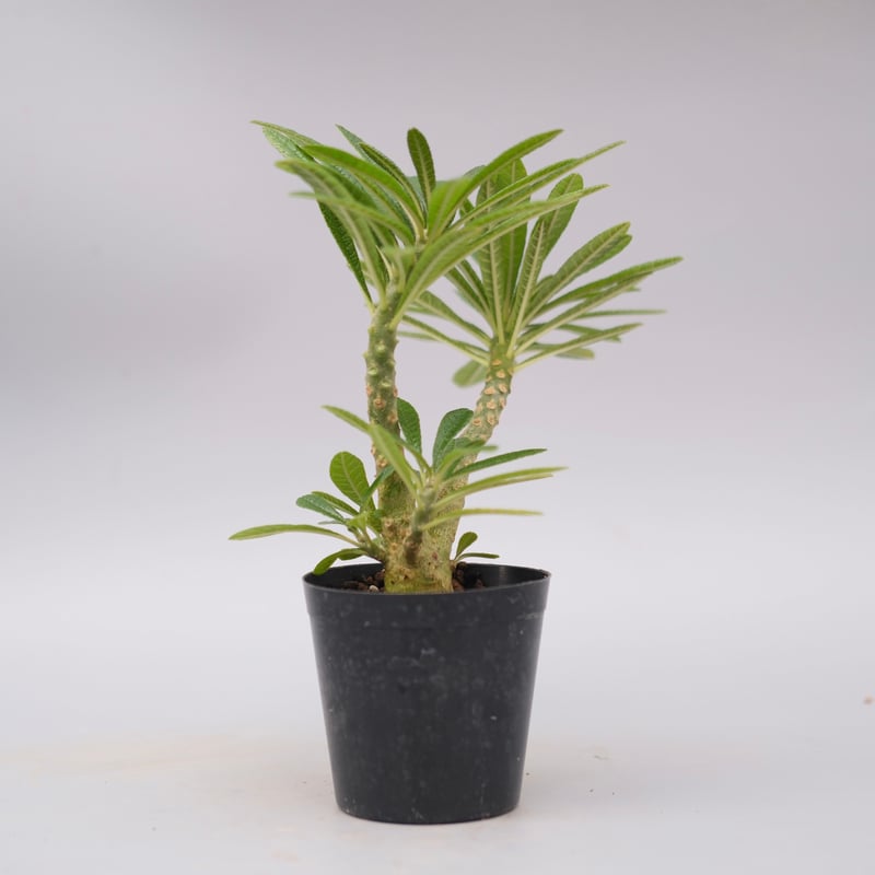 ドルステニア ギガス055 Dorstenia gigas | Sunny Branch