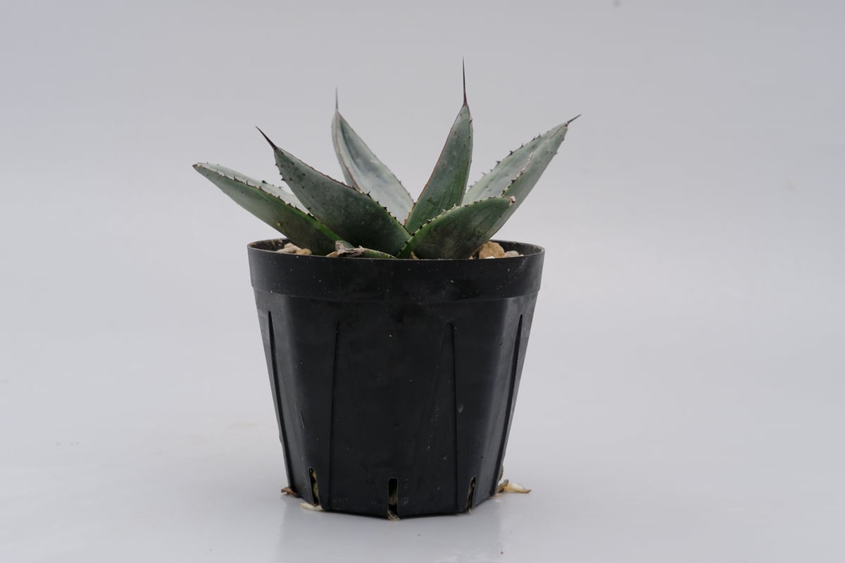 アガベ シャークバイト003 Agave Sharkbite | Sunny Branch アガベ シャークバイト003 Agave Sharkbite | Sunny Branch