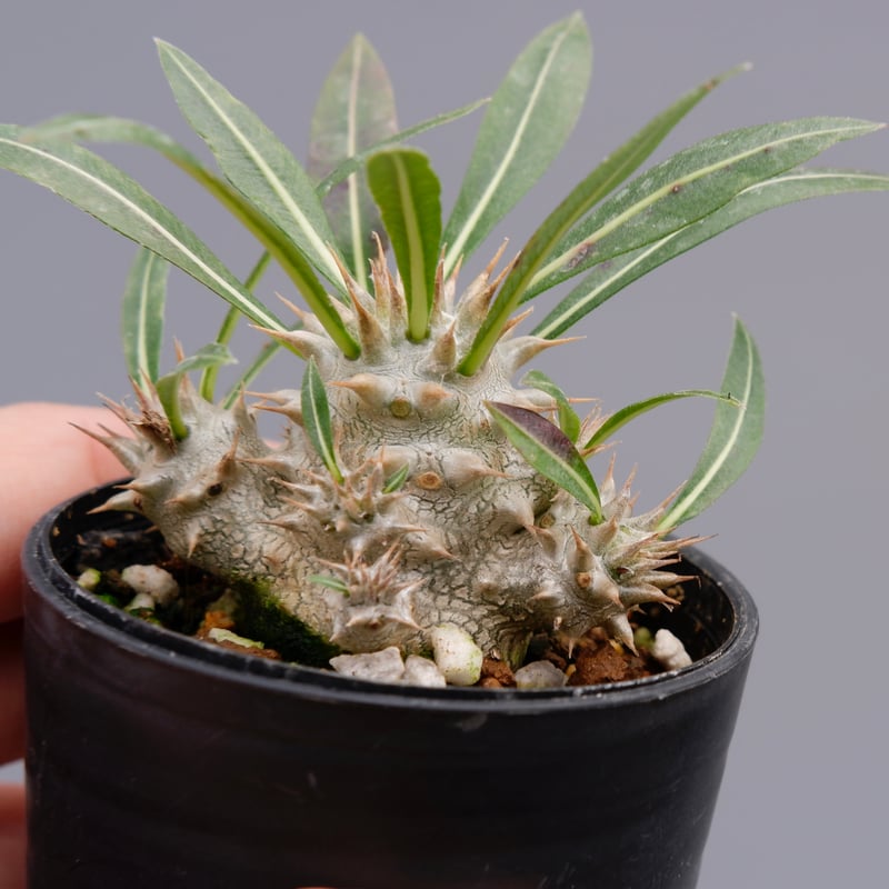 パキポディウム ロスラーツム 実生株 006 Pachypodium rosulatum ve