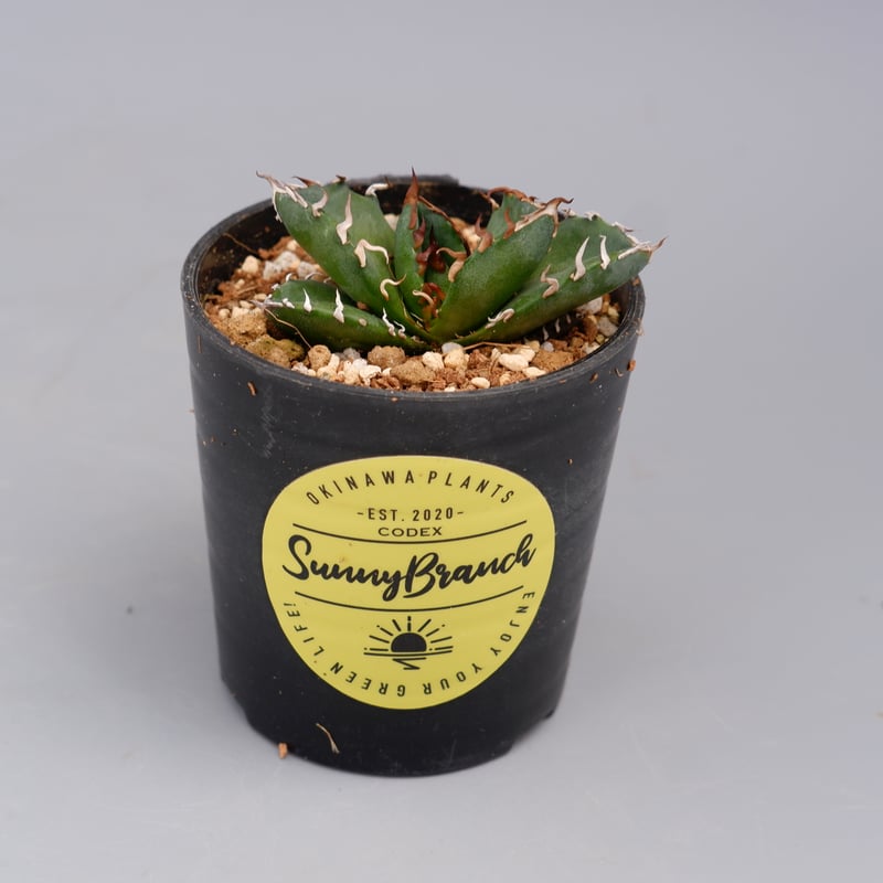 ☆PCP特選アガベ☆Agave titanota (oteroi) カリフォルニア にて