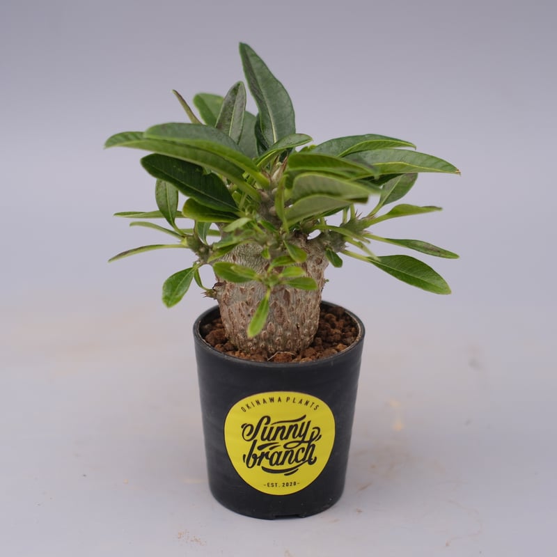 パキポディウム ウィンゾリー 実生株 100 Pachypodium windsorii |