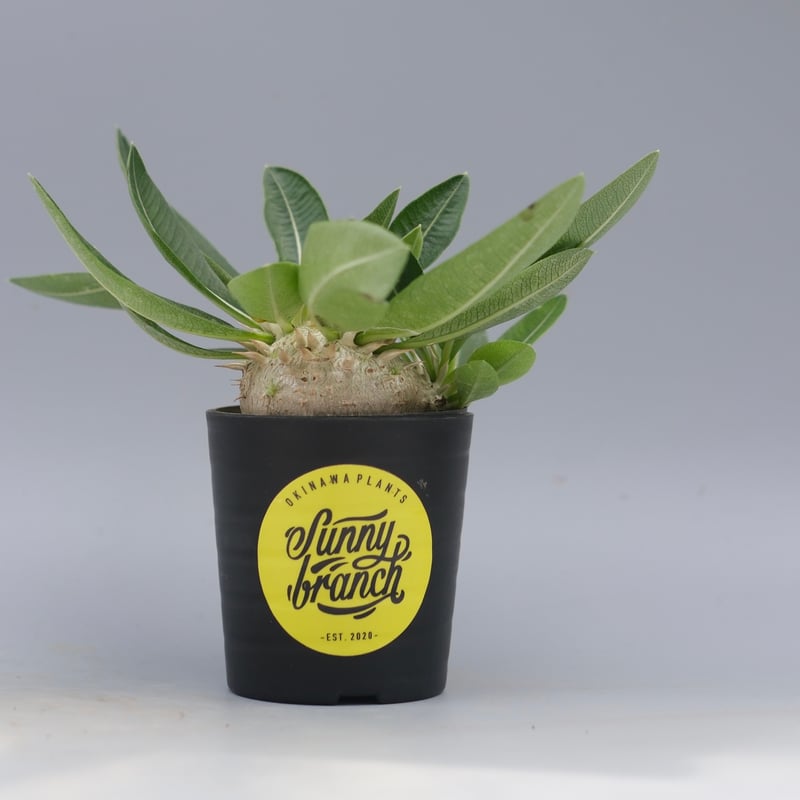 パキポディウム エニグマチカム 実生株 Pachypodium enigmaticum 013