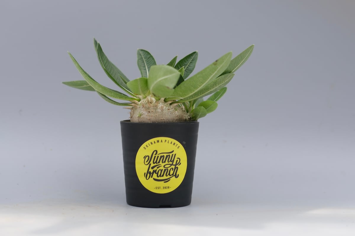 パキポディウム エニグマチカム 実生株 Pachypodium enigmaticum 013