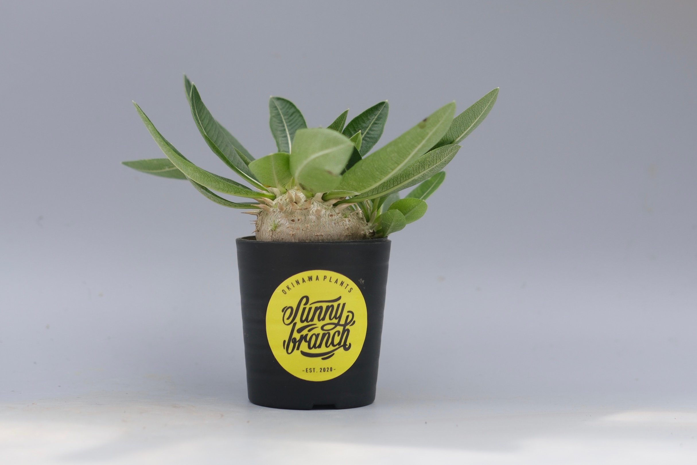 パキポディウム エニグマチカム 実生株 Pachypodium enigmaticum 013