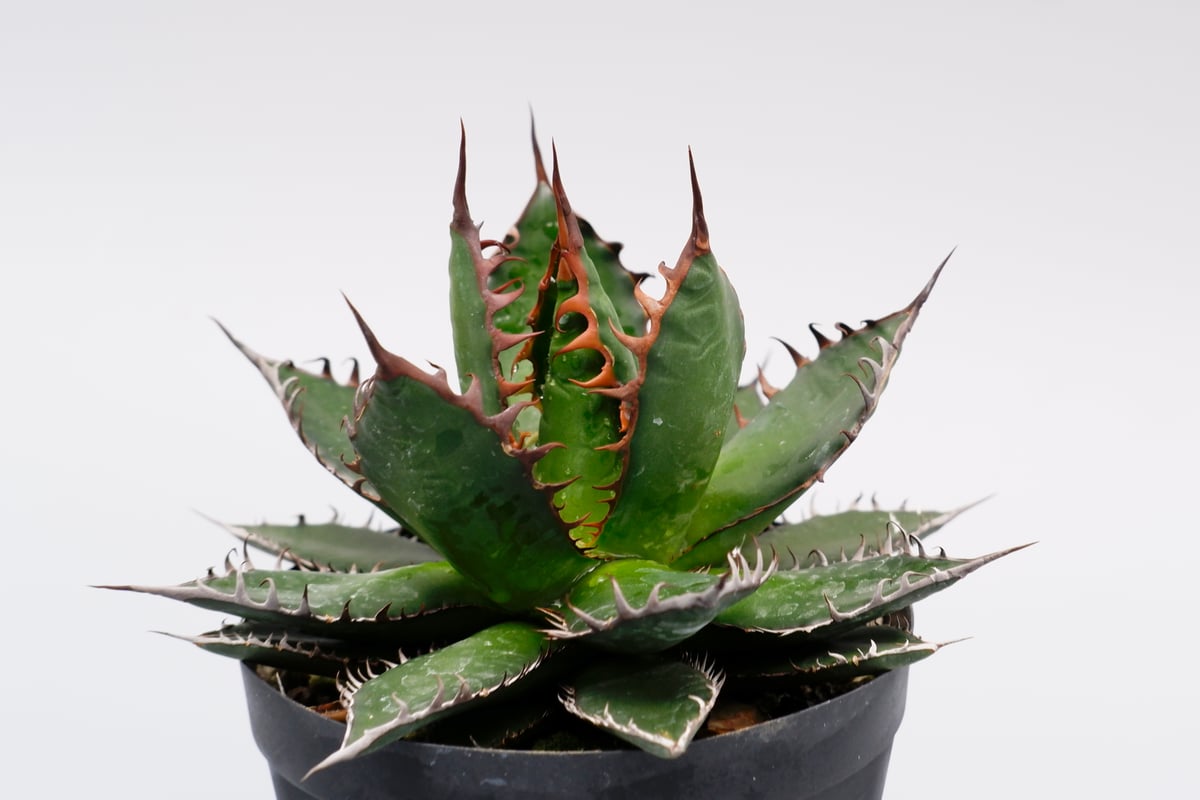 アガベ ホリダ Agave horrida アガベ ホリダ 040 Agave horrida 強棘 | Sunny Branch