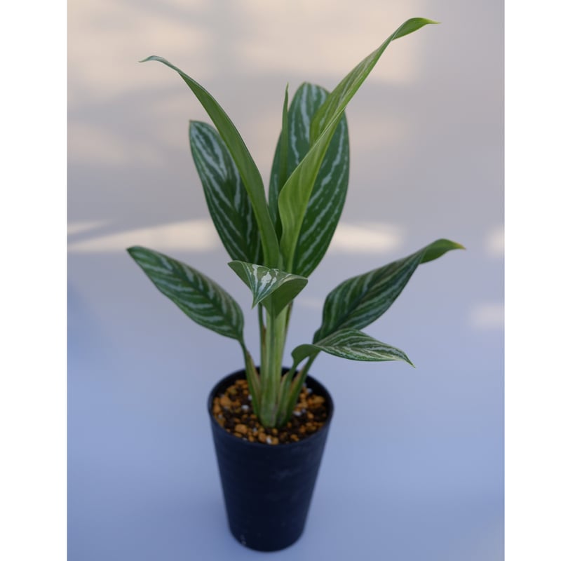 アグラオネマ リリアン Aglaonema 001 | Sunny Branch