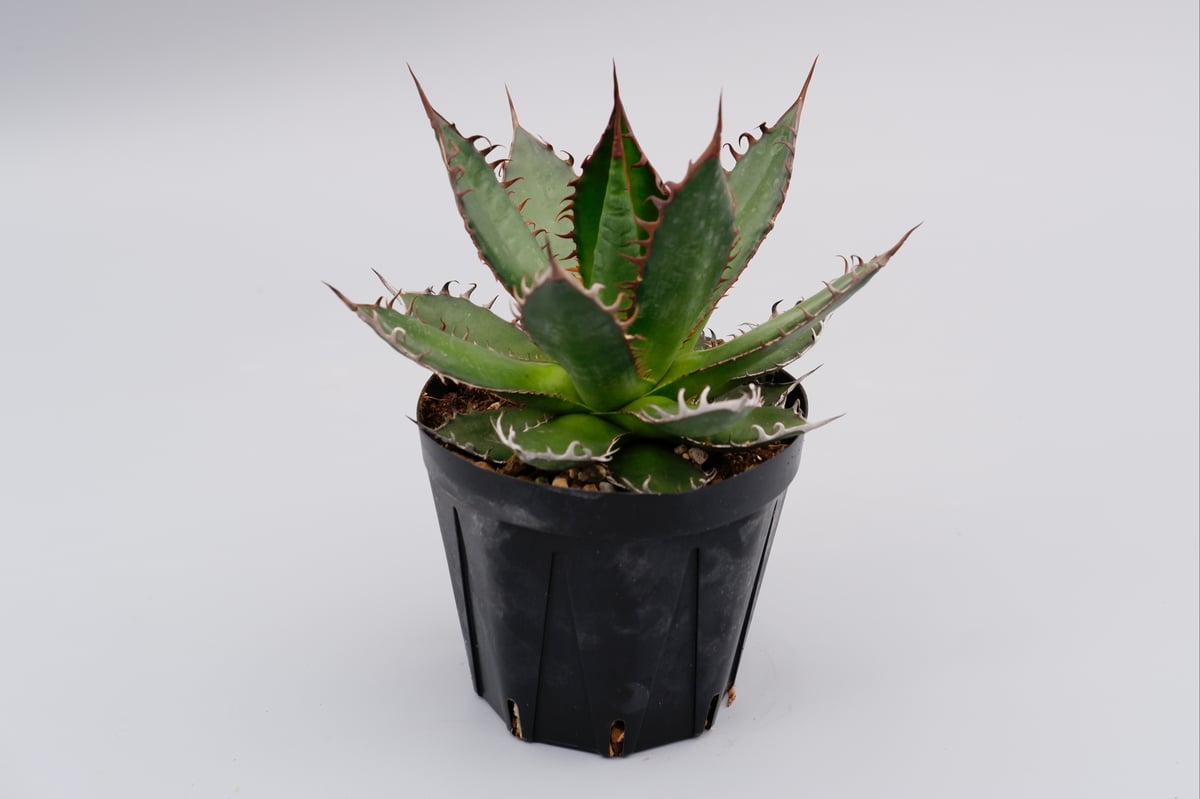 アガベ ホリダ 035 Agave horrida 強棘 | Sunny Branch