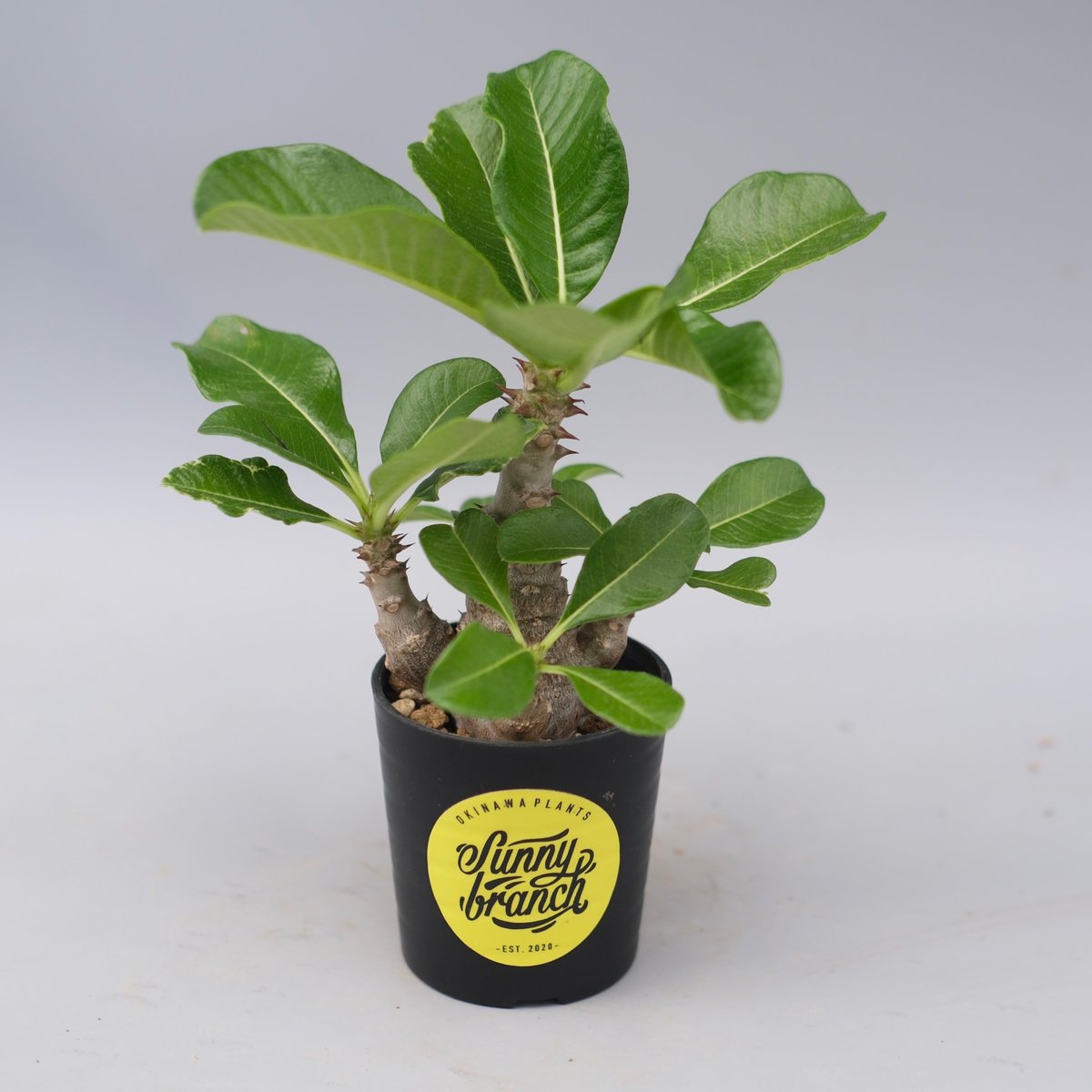 パキポディウム　ウィンゾリー 実生 パキポディウム ウィンゾリー（タイ実生） | Collect Base'str