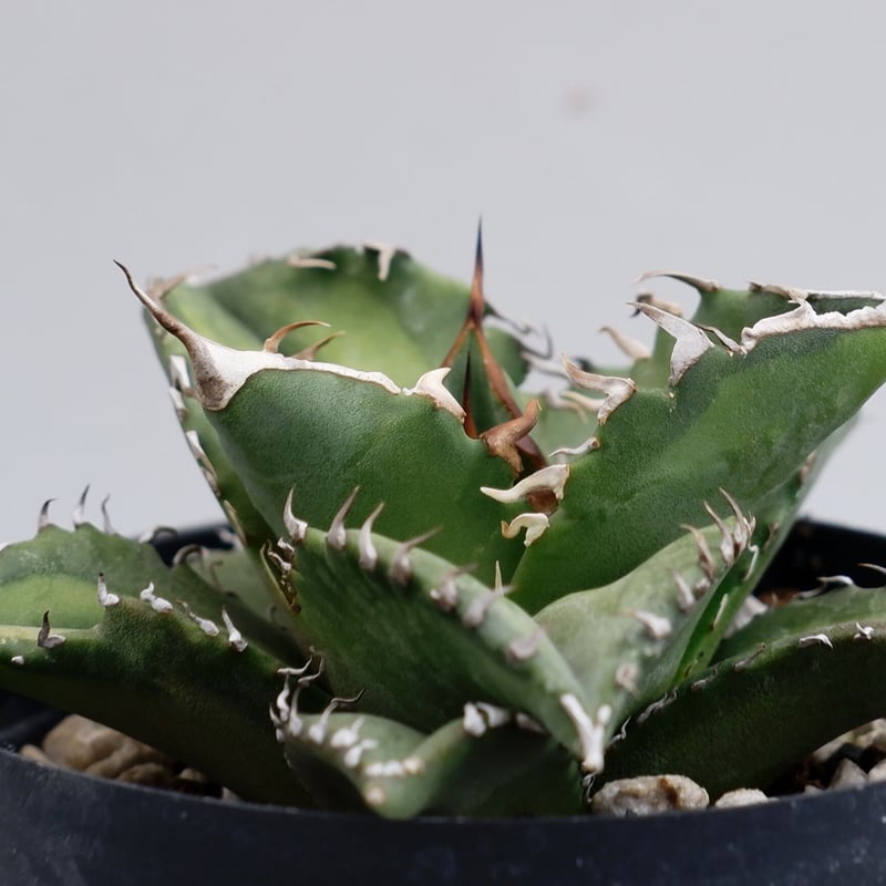 アガベ チタノタ ソーラーエクリプス 夕映 agave titanota Solar アガベ チタノタ ソーラーエクリプス 夕映 agave titanota Solar