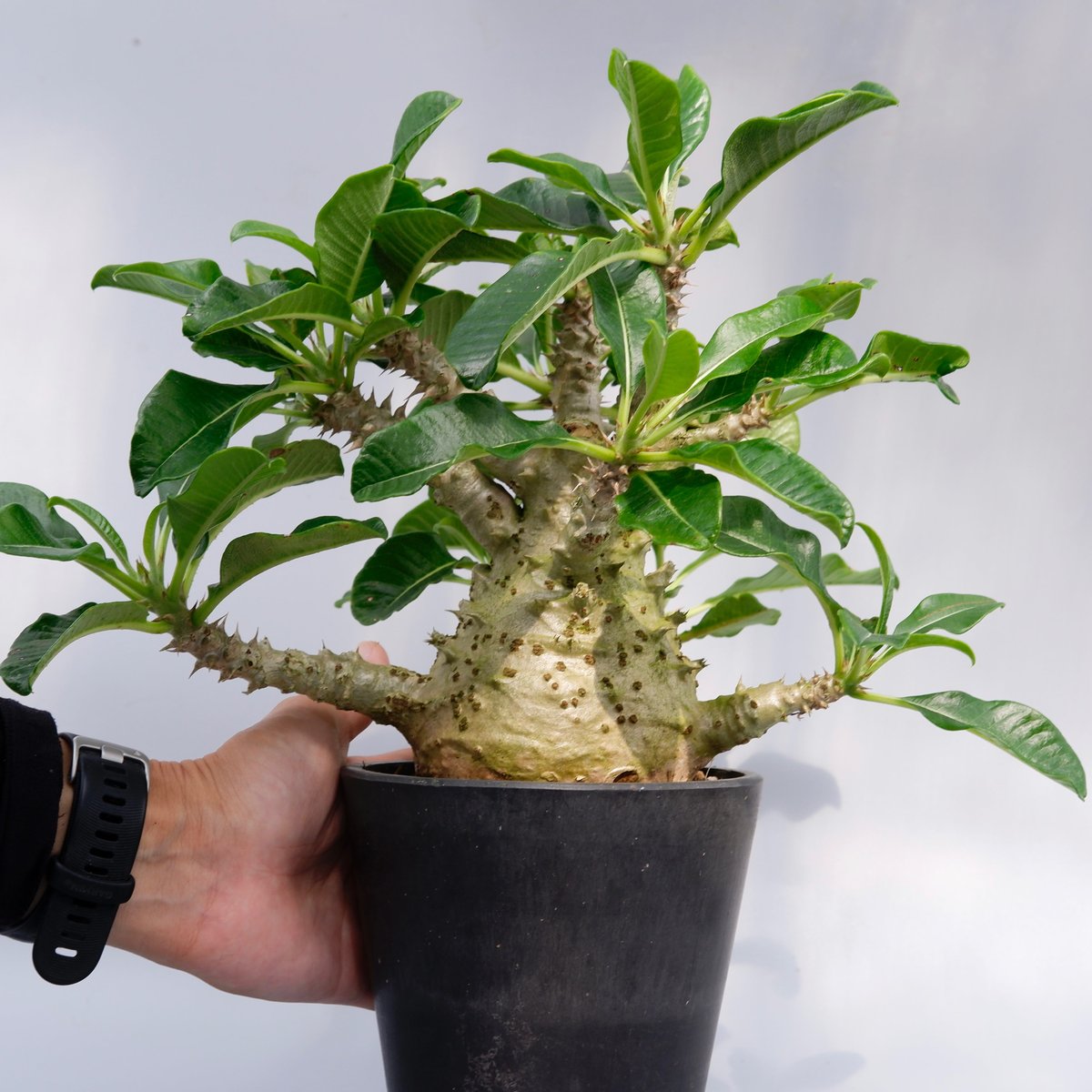 パキポディウム ウィンゾリー 実生 21 パキポディウム ウィンゾリー 実生株 021 Pachypodium windsorii