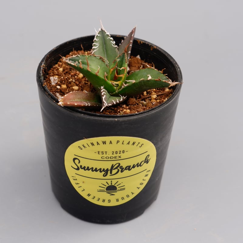 アガベ チタノタ シーザー Agave titanota caesar 080 | Sunny