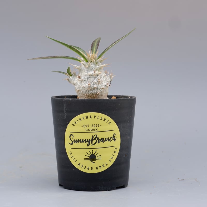 パキポディウム ホロンベンセ 実生株 002 Pachypodium