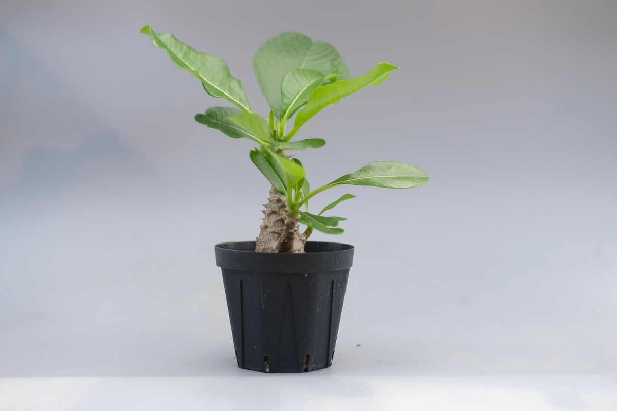 特選株 パキポディウム ウィンゾリー 希少 超美形 ぼってり銀肌 三分頭