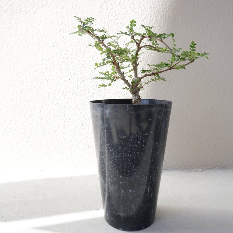 オペルクリカリア デカリー OP-004 | Sunny Branch