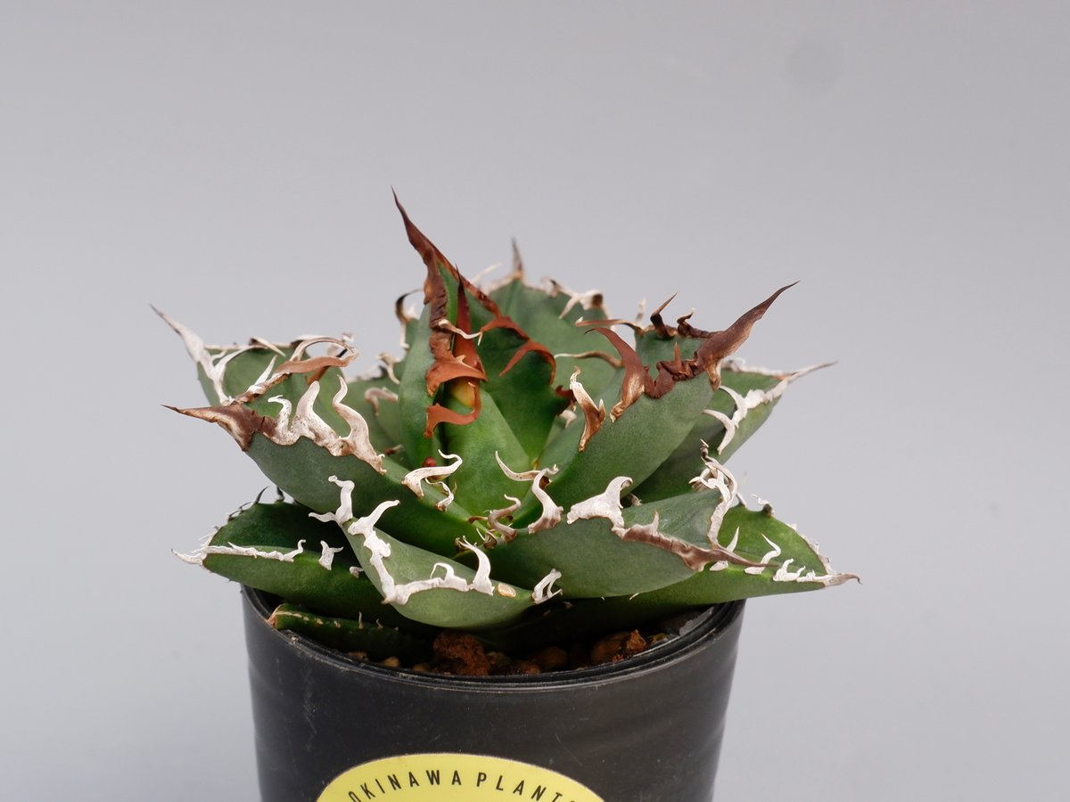 アガベ チタノタ シーザー Agave titanota caesar 144 | Sunny
