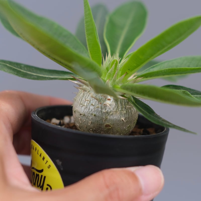 パキポディウム エニグマチカム 実生株 Pachypodium enigmaticum 011