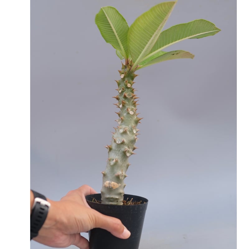 パキポディウムバロニー実生 コーデックス：パキポディウム バロニー 実生 L*塊根幅5cm