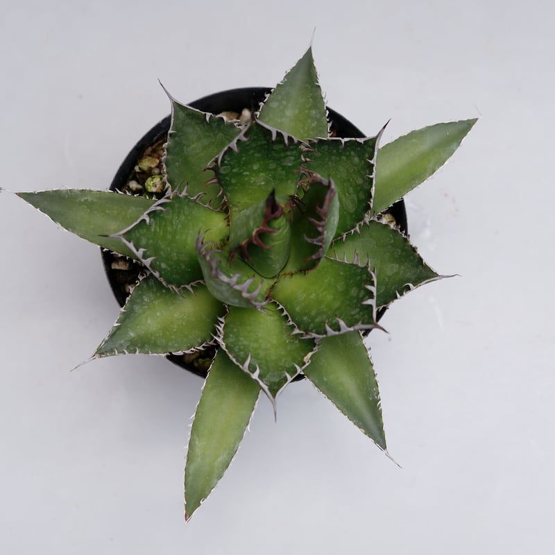 アガベ ホリダ 021 Agave horrida 強棘 | Sunny Branch