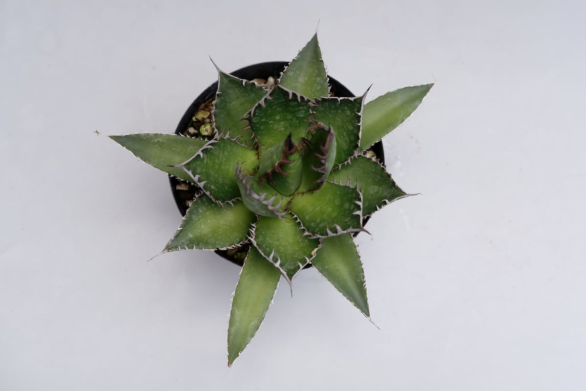 二度と見つからない激レア　蓮棘　美形　Agave horrida ホリダ　ア アガベ ホリダ 021 Agave horrida 強棘 | Sunny Branch