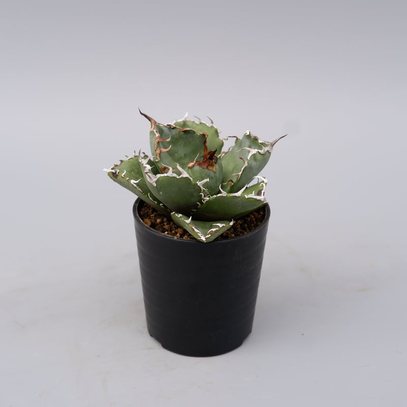アガベ チタノタ 【白鯨】 Agave titanota White Whale アガベ チタノタ 白鯨 Agave titanota white whale 181 | Su