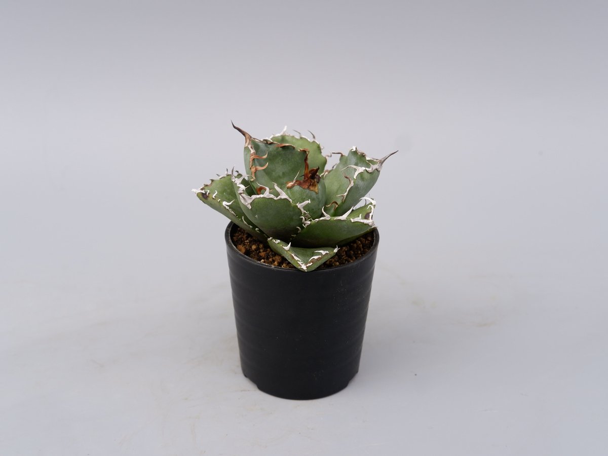 アガベ チタノタ 白鯨 Agave titanota white whale 181 | Su