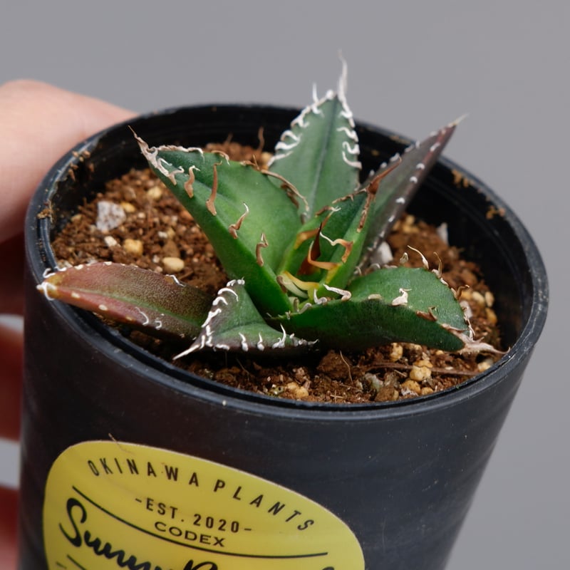 アガベ チタノタ シーザー Agave titanota caesar 080 | Sunny