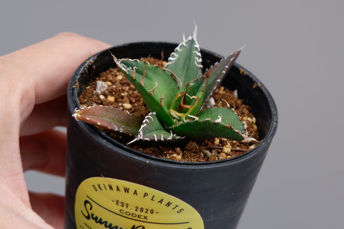 アガベ チタノタ シーザー Agave titanota caesar 080 | Sunny