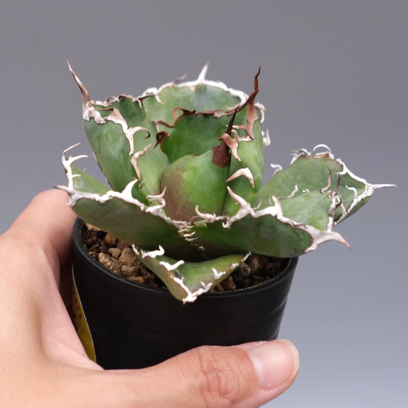 チタノタ　白鯨 植物図鑑】アガベ チタノタ（ティタノータ） 白鯨とは？希少な美しさを