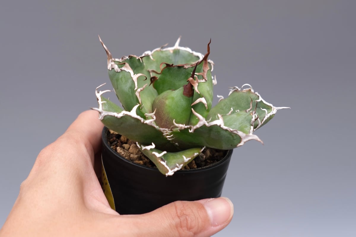 アガベ チタノタ 白鯨 Agave titanota white whale 200 | Su