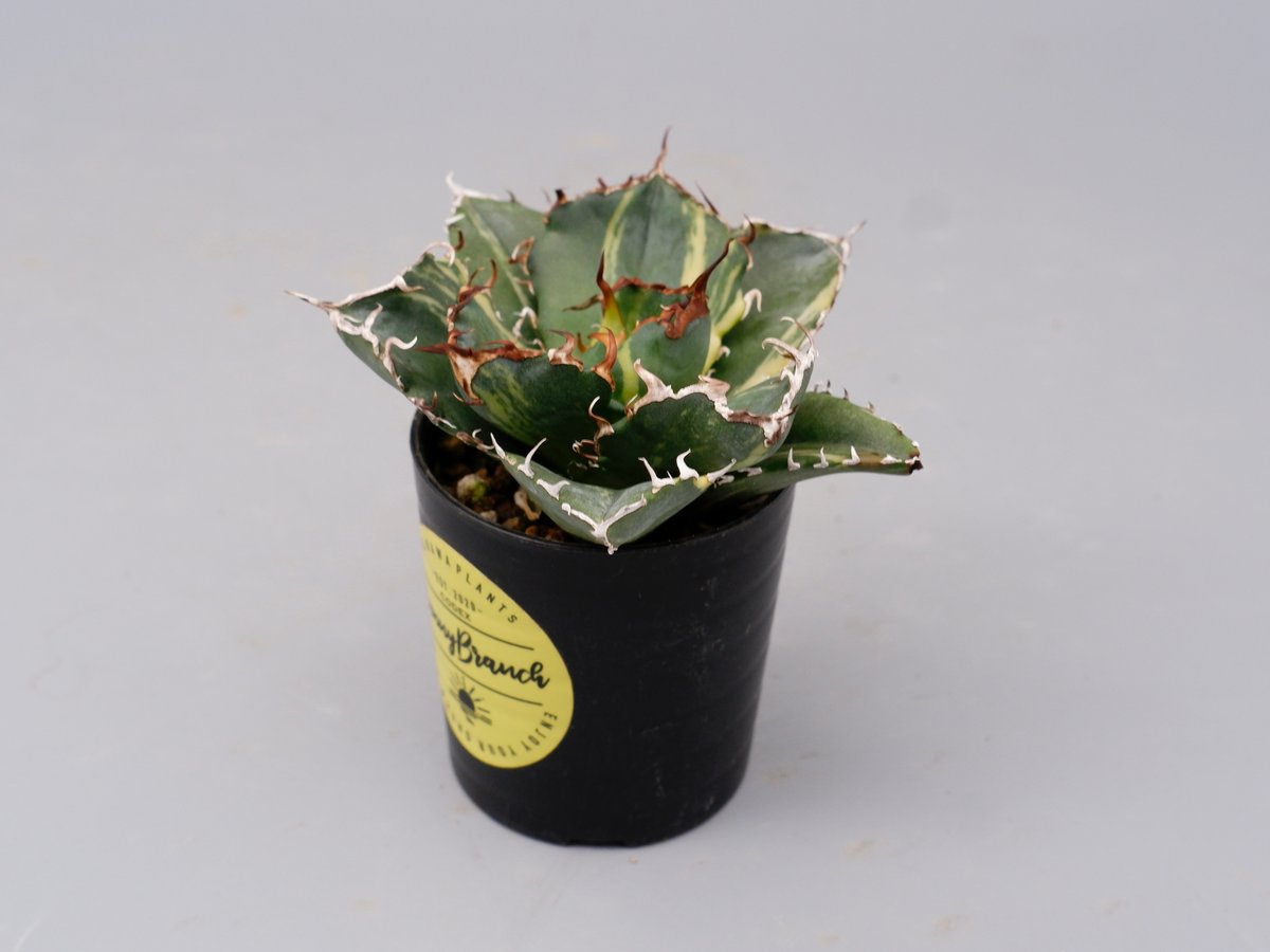 斑入り】アガベ チタノタ 白鯨 Agave titanota white whale 204