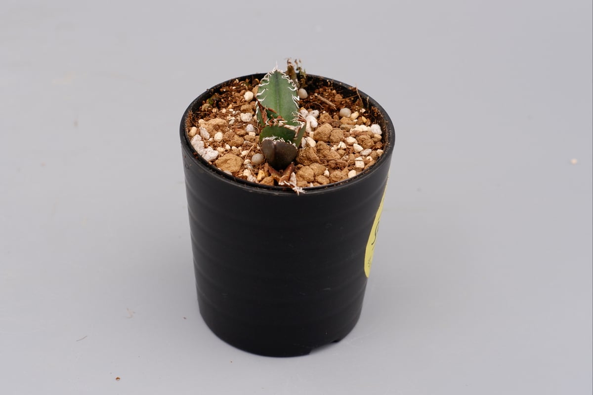 アガベ　チタノタ　シーザー アガベ チタノタ シーザー Agave titanota caesar 071 | Sunny